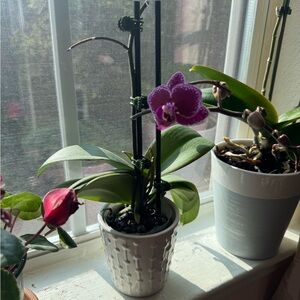 Elegant Purple Orchid in White Pot